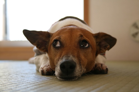 ������ٲ������ܤĤ�