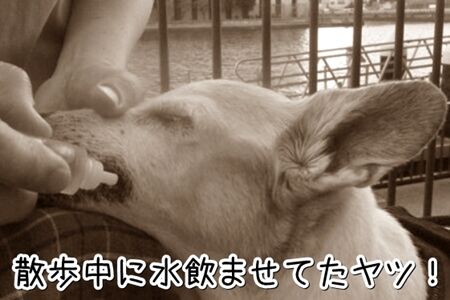 とにかく水飲まないから