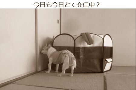 毎日交信