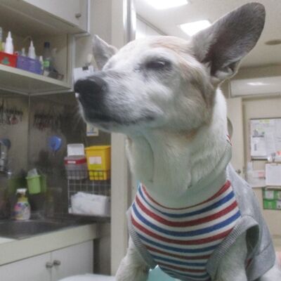 ローアングルのロー犬