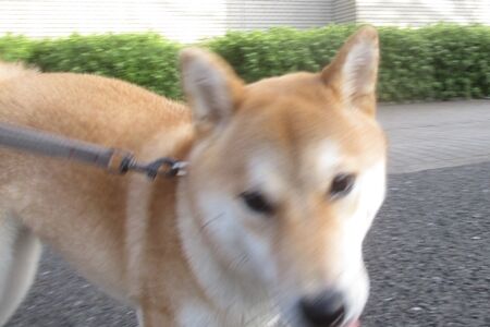 まるちゃん