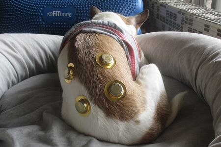 お灸をすえられた老犬 まるとお散歩diary