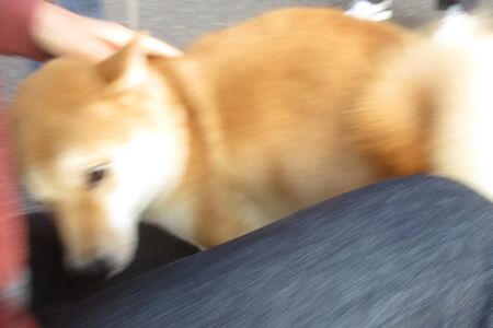 写真ぼけぼけ