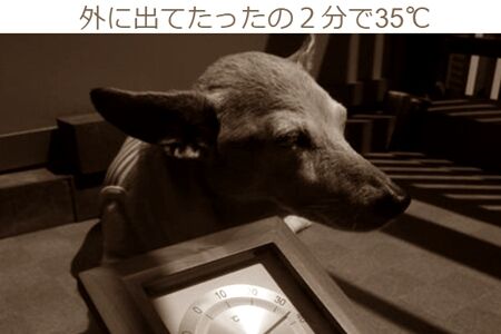 毎日外に出たがってた