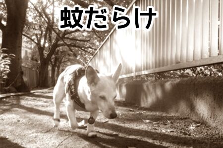 のろのろのろのろ歩くんで