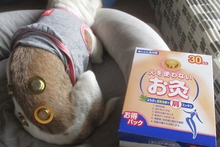 お灸をすえられた老犬 まるとお散歩diary お灸をすえられた老犬 まるとお散歩diary