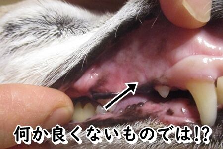 やややややっ!?