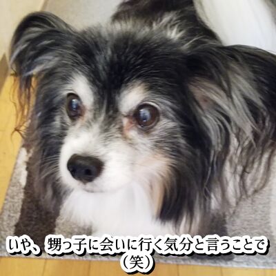 �ɤ��������������Ȥ�