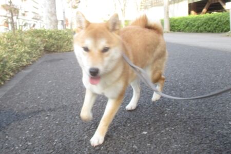 動きが速すぎて