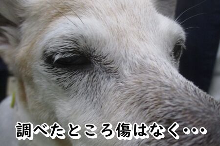 半目