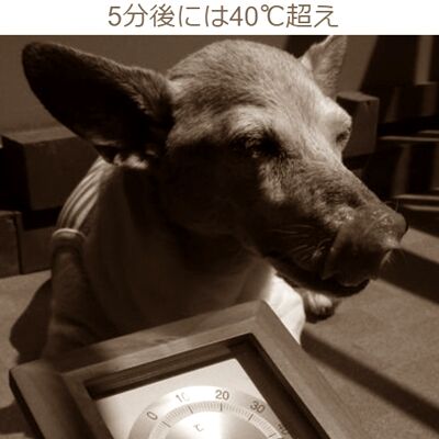つきあうこっちも大変だ