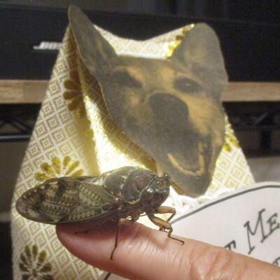 ちょっと上がっていきなさい