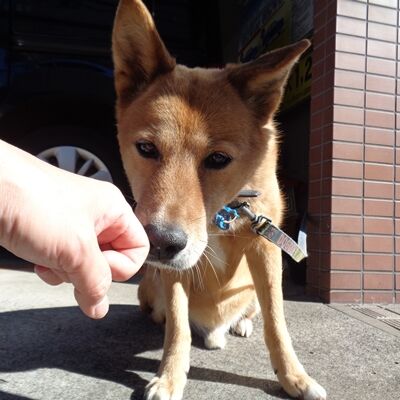 ごきげんいかが?