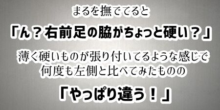 0ibotori02