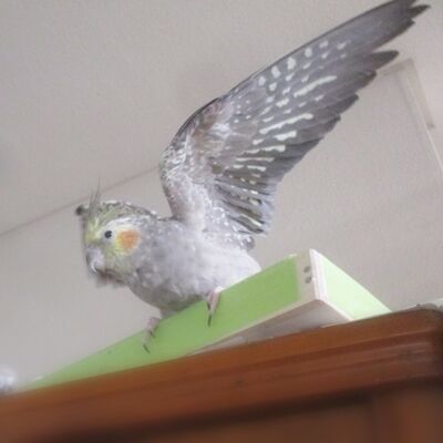 ���䤹��