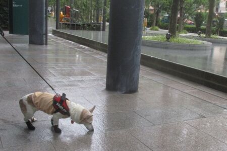 散歩中に立ったまま寝る老犬 まるとお散歩diary 散歩中に立ったまま寝る老犬 まるとお散歩diary