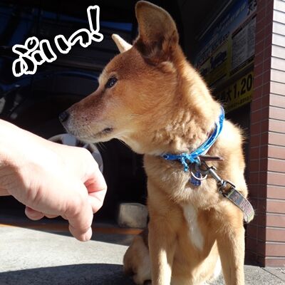 ありゃまあ