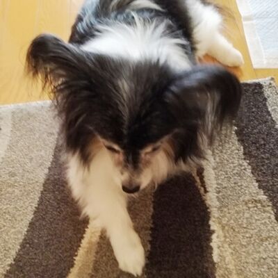 こっちを向いてよハニー