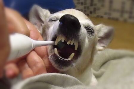 Brushing her teeth every single day!