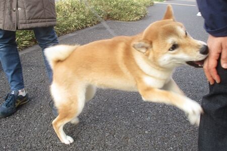 甘噛み全開!