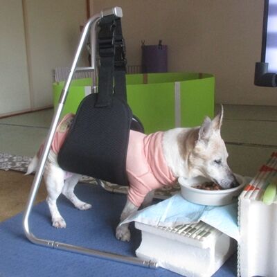 老犬ハンモック まるとお散歩diary 老犬ハンモック まるとお散歩diary