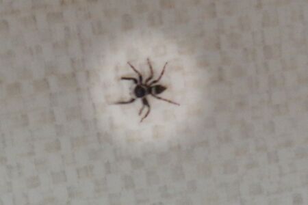 Because I'm a spider・・・