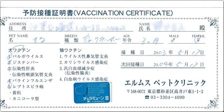 コンゴー