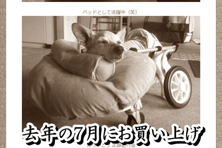 老犬の可愛いアイシャ 愛車 まるとお散歩diary