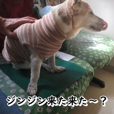 いかがですか?