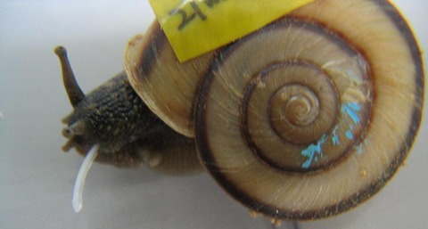 画像 カタツムリの交尾 レベルが高すぎる 体液と同時にntr防止の粘液を注入していた バブみ速報