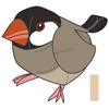 Java Sparrow of Tanzania