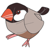 Java Sparrow of Philippines
