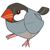 Java Sparrow of Taiwan