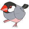 Java Sparrow of Cocos(Keeling) Islands