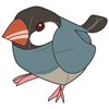 Java Sparrow of Poland