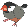 Java Sparrow of Saint Helena