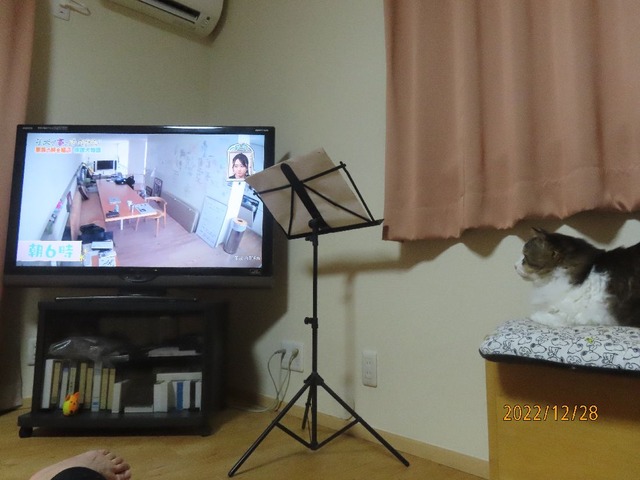 子犬②ふうちゃんも