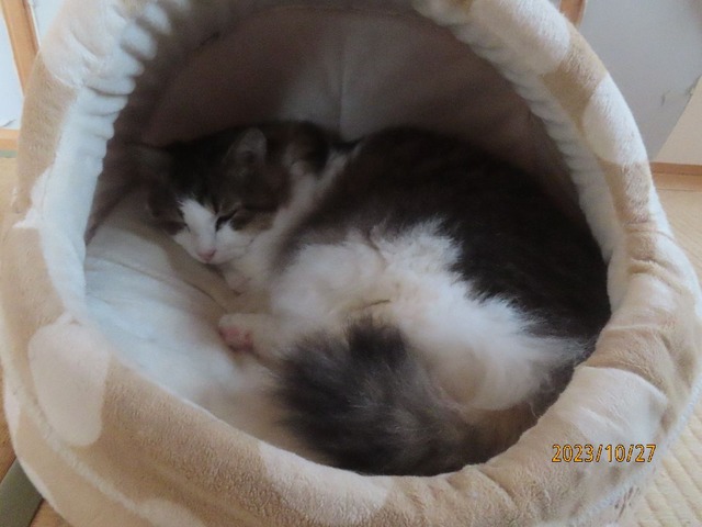 七時まだベッド