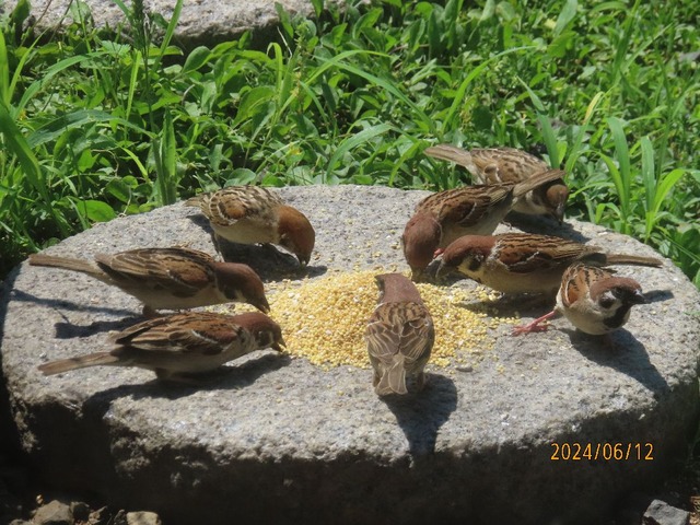 スズメ食堂賑わう