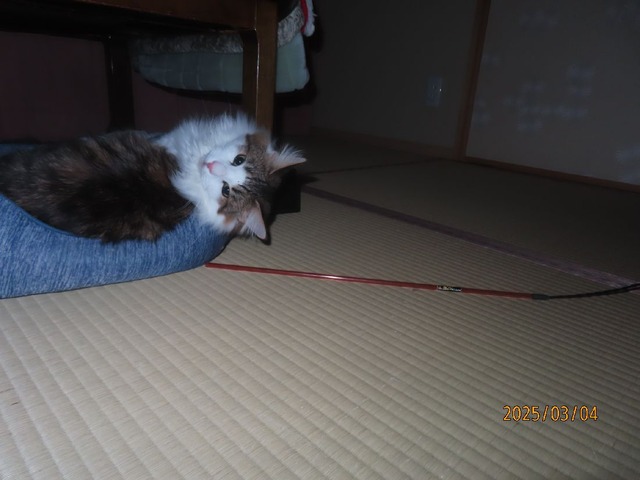 一時半ベッド
