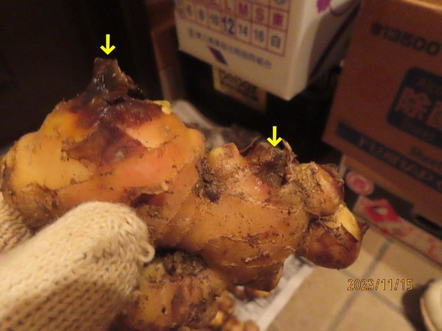 茎の切り残し