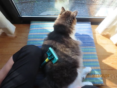 ブラッシング①