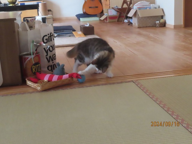 ボール①