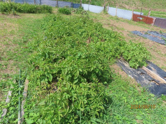 まるジャガイモ