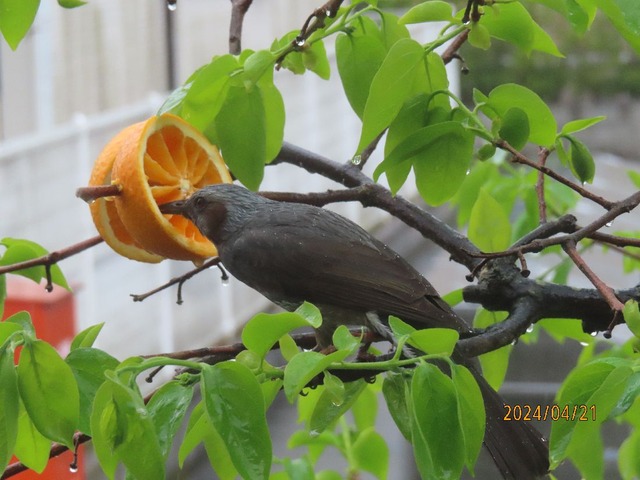 オレンジ美味しい
