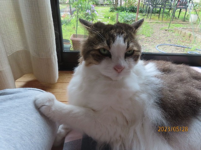 ブラッシング③