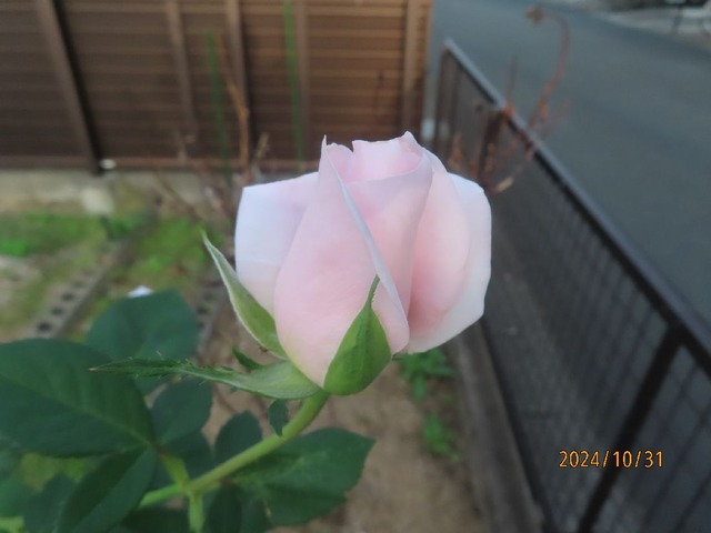 サマーレディー