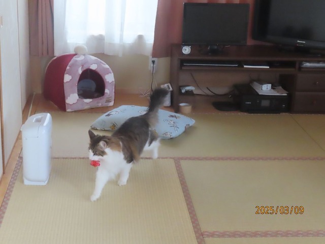 紙ボール遊び