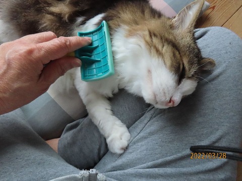 ブラッシング③可愛いな