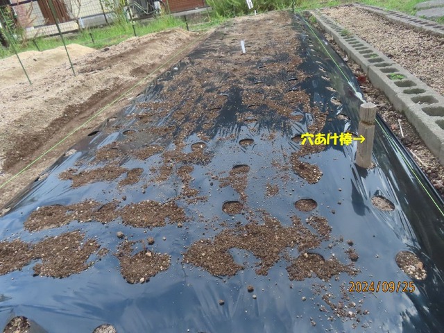 ニンニク植え付け